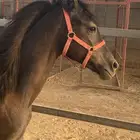 مهره شعبي للبيع أقبل البدل المناسب