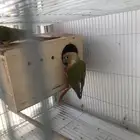 زوج كنيور منتج شرط