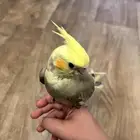 عصفور الكروان اثنين واحد ابيض والثاني رمادي ومع اكل