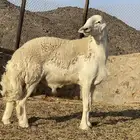 فحل ثني صنف من حلال الدكتور محمد الصياد .. تم البيع