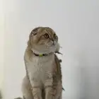 سكوتش تربل فولد بيور للتزاوج الاحساء