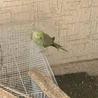 اجوز لبيع دره وبادجي محميه كامله مع الشبك