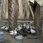 وز بلدي