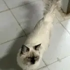 حي الاثايبة الشمالي