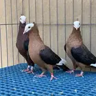 آرشنجل بولهد