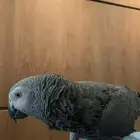 طير كاسكو اليف