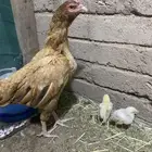 دجاج باكستاني سندي