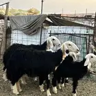 خلفات نجد