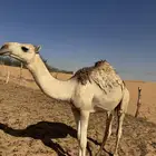 قعود للبيع
