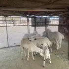 رخال رفيديات