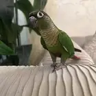 كنيور هدد