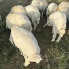 خرفان جبرات و سمان