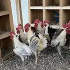 ديوك فيومي والالمنيوم
