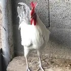 ديك فيومي المنيوم