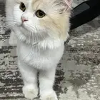 بسه للتبني