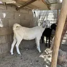 عنز دافع. تم البيع