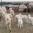 ضان حريات للبيع صنف وقامه وجرم