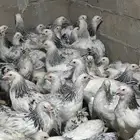 دجاج براهما