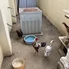 ديك و3دجاج للبيع باكستاني