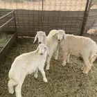 بهم حري خروفين ورخل الحد 1250