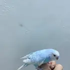 بادجي تم البيع