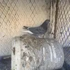 حمام قطيفي للبيع