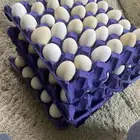 بيض بلدي جملة