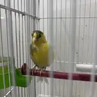 انثى كناري سوري