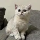سكوتش ستريت