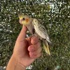 فرخ كروان كوكتيل فراشة اليف و بدايه هدد و تكسير حب