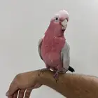 كوكاتو قالا