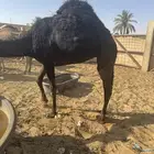 بكره طيبه بريه