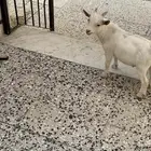 ماعز قزم عمره 5 شهور ذكر