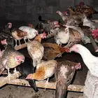 دجاج بلدي