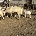 فحل كاموري