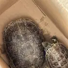 سلاحف برمائية