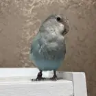 طير روز اليف. تم البيعع