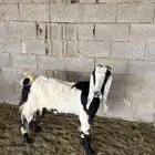 معزا مضاريع