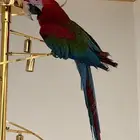 للبيع قرين وينق