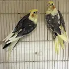 زوج كاروان منتج سوبر جامبو