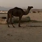 ناقة ميت والدها برمضان نقبل البدل المناسب