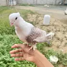 حمام للبيع