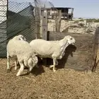 فحول برص الاب وإنتاجه ( مباع )