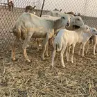 ضان ولد
