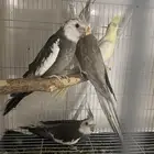 للبيع جوزين كروان