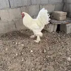 ديوك و دجاج براهما