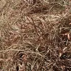 ذره جيزانيه نظيفه وشد طيب