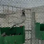 جميع انواع الحمام للبيع
