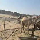 للبيع بكره حقه جاهزه لإضراب