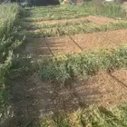 مزرعه برسيم مقصوص جاهز ناشف نضيف